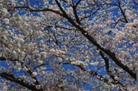 ｢お堀の桜｣満開