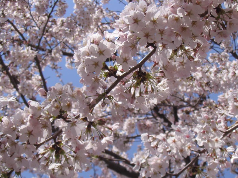 旧茨城県庁「お堀の桜」